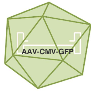 aav cmv gfp