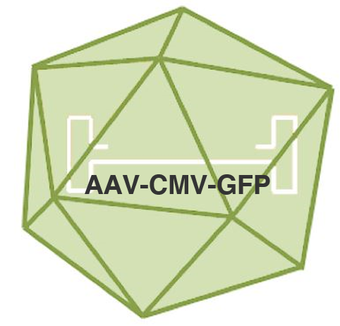 Home aav cmv gfp