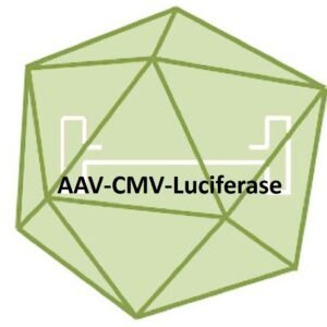 aav cmv luciferase