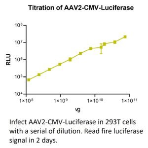 aav cmv luciferase