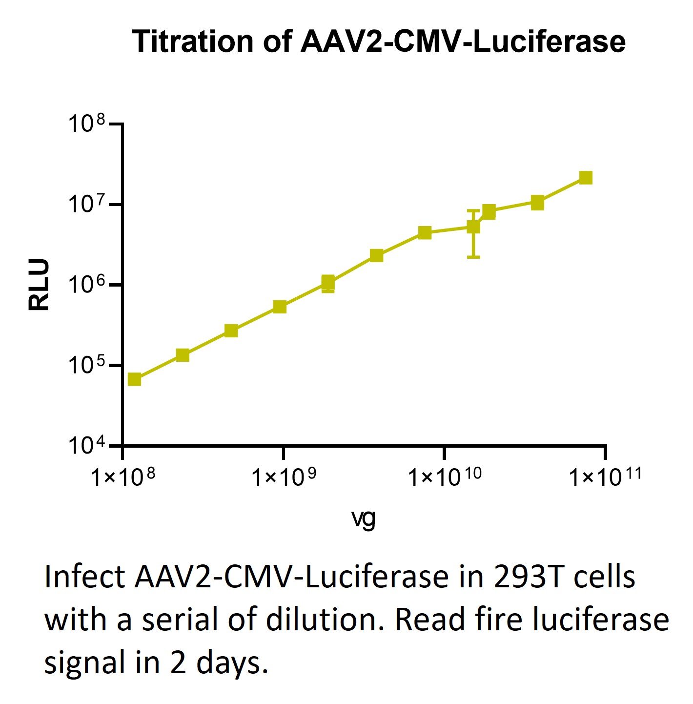 aav cmv luciferase aav cmv luciferase