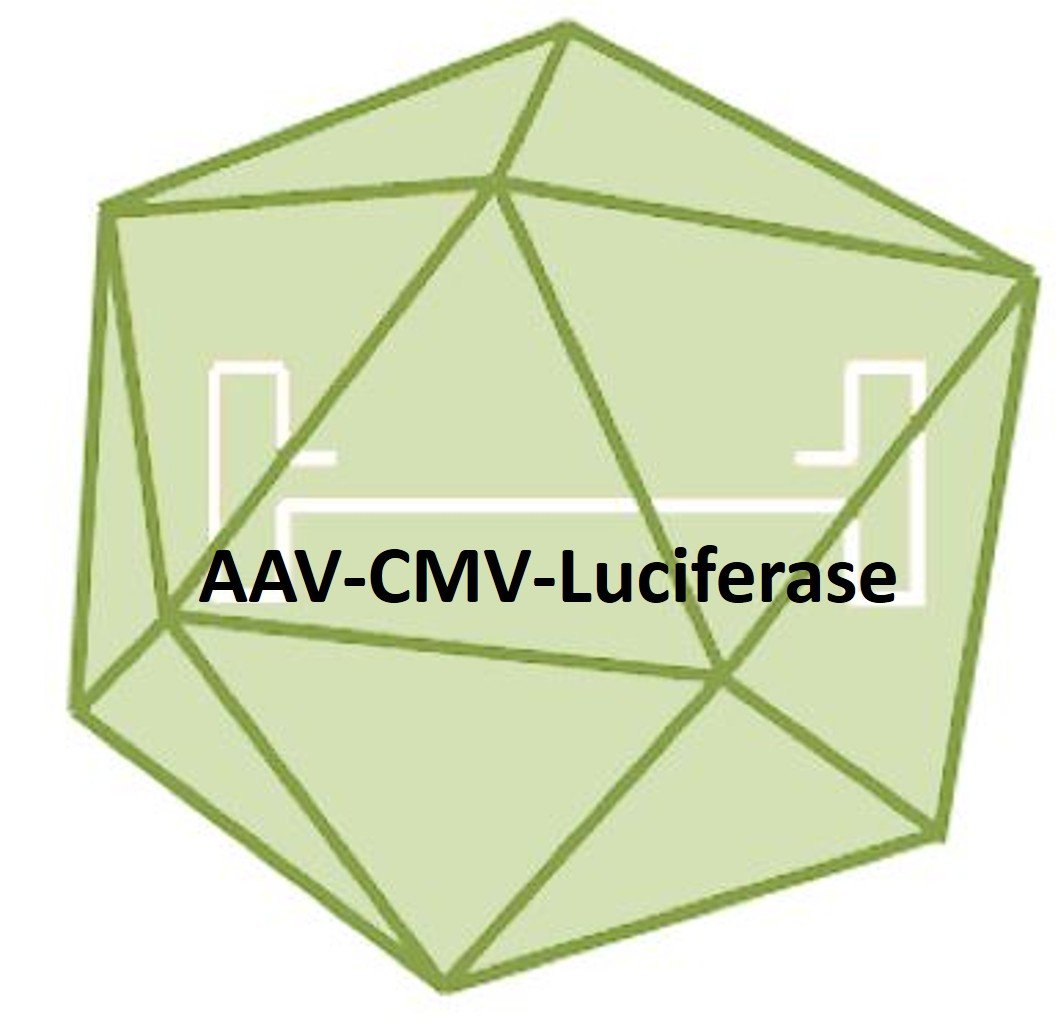 aav cmv luciferase aav cmv luciferase