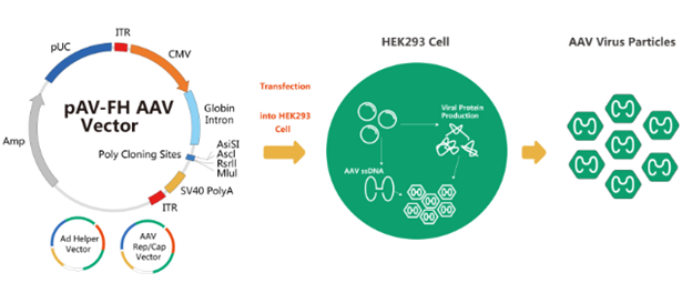 aav packaging service