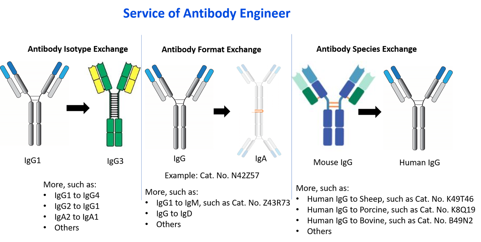 antibody engineer service
