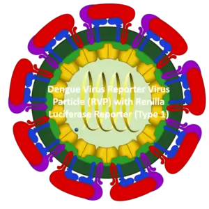 dengue virus reporter virus particle (rvp) with renilla luciferase reporter (type 1)