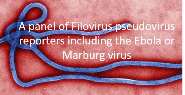 Home gallery picture for ebola or marburg