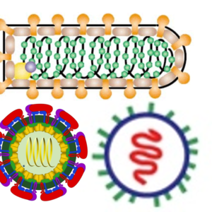 Home pseudovirus reporter.png