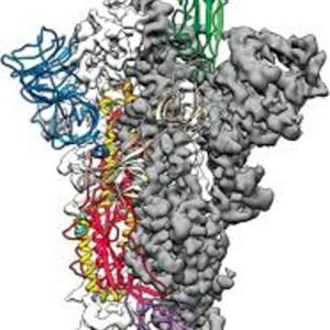 Home recombinant protein.jpg