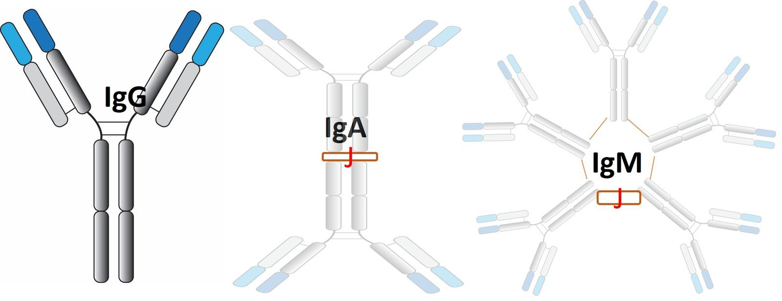 Home antibody on main page2.gif.jpg