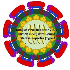 dengue virus reporter virus particle (rvp) with renilla luciferase reporter (type 1)