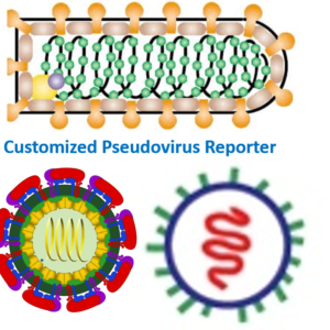 Home our service customized pseudovirus.png