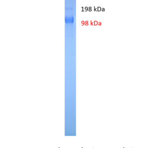 hiv 1 trimeric gp140 protein clade b, jrfl strain (copy)