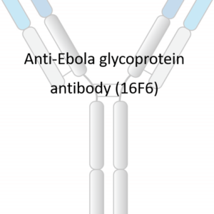 anti ebola sudv glycoprotein base monoclonal neutralizing antibody (16f6 similar)