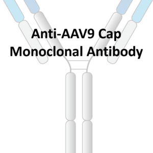 anti aav9 cap monoclonal antibody