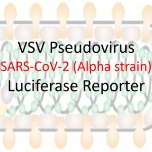vsv pseudovirus sars cov 2 b.1.1.7 (alpha strain) spike with luciferase reporter