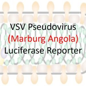 marburg vsv pseudovirus angola strain gp with luciferase reporter