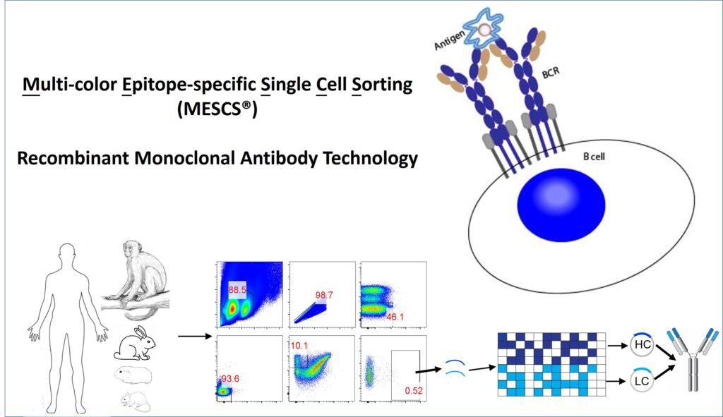 antibody discovery service