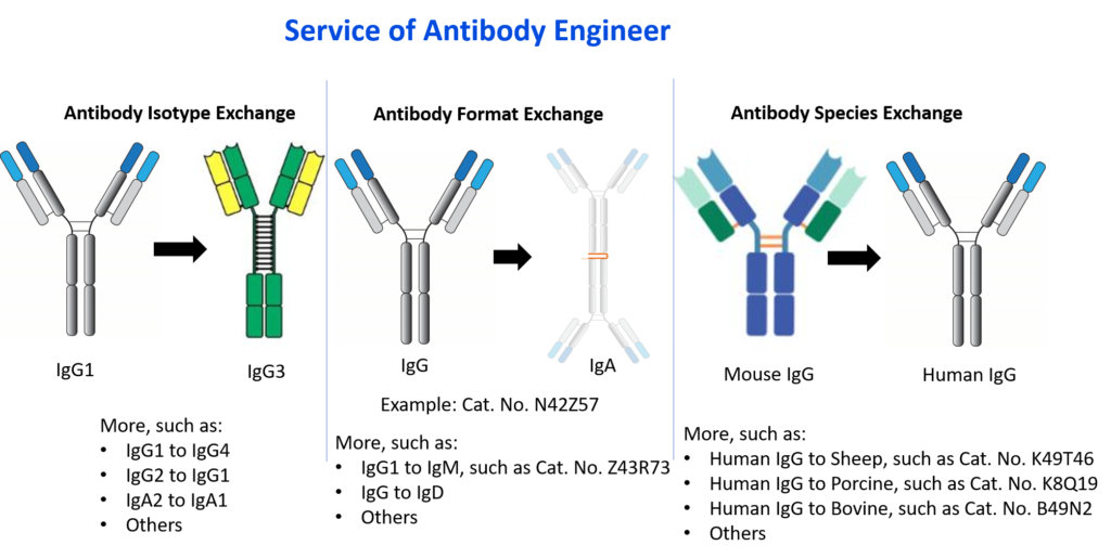antibody engineer service
