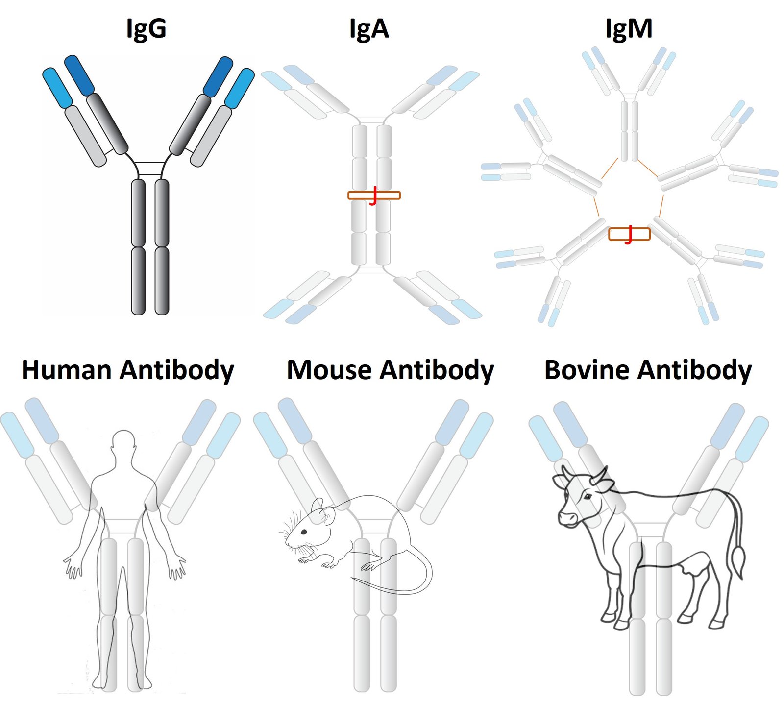 antibody logo
