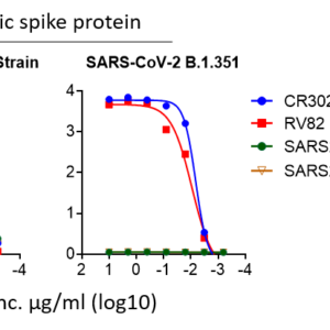sars cov 2 beta (b.1.351 variant) trimeric spike (his and twin strep tags)