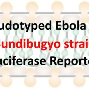 vsv pseudovirus bombali ebola gp with luciferase reporter (copy)