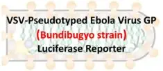 vsv pseudovirus bombali ebola gp with luciferase reporter (copy) vsv pseudovirus bombali ebola gp with luciferase reporter (copy)