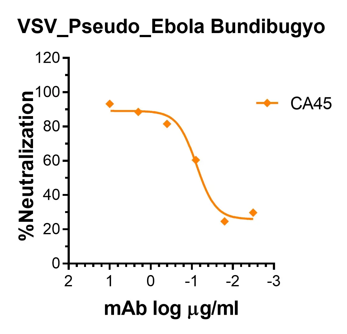 vsv pseudovirus bombali ebola gp with luciferase reporter (copy) vsv pseudovirus bombali ebola gp with luciferase reporter (copy)
