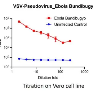 vsv pseudovirus bombali ebola gp with luciferase reporter (copy)