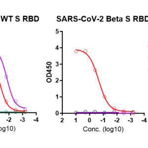 sars cov 2 beta spike receptor binding domain (rbd) (his tag)