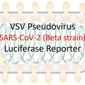 vsv pseudovirus sars cov 2 b.1.351 (beta strain) spike with luciferase reporter