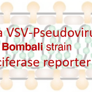 vsv pseudovirus bombali ebola gp with luciferase reporter