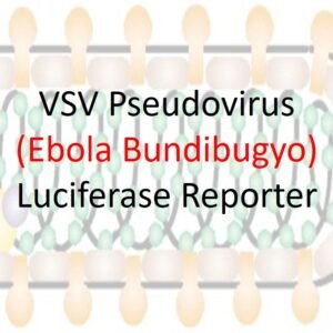 vsv pseudovirus bundibugyo ebola gp with luciferase reporter