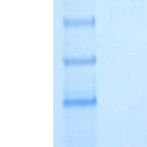 human cd33/siglec 3 protein, myc / fc tags