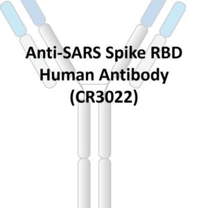 anti sars spike rbd human antibody (cr3022)