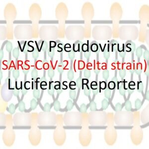 vsv pseudovirus sars cov 2 b.1.617.2 (delta strain) spike with luciferase reporter