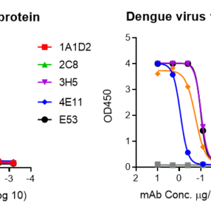 dengue virus 1 e protein – myc and his tags