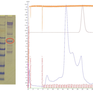 dengue virus 1 e protein – myc and his tags