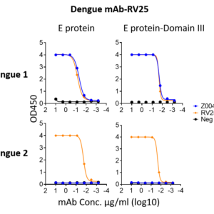 anti dengue e domain iii monoclonal neutralizing antibody