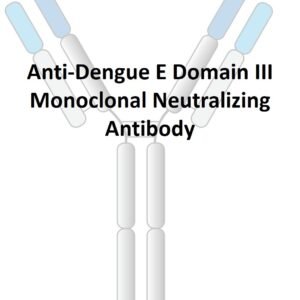 anti dengue e domain iii monoclonal neutralizing antibody