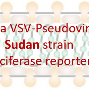 vsv pseudovirus sudan ebola gp with luciferase reporter