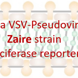 vsv pseudovirus zaire ebola gp with luciferase reporter
