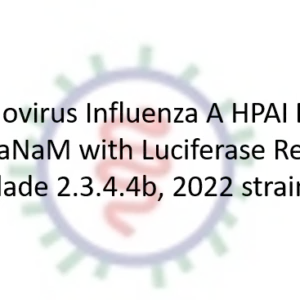 lentivirus pseudotyped influenza a hpai h5n1 virus hanam with luciferase reporter (clade 2.3.4.4b, 2022 strain)