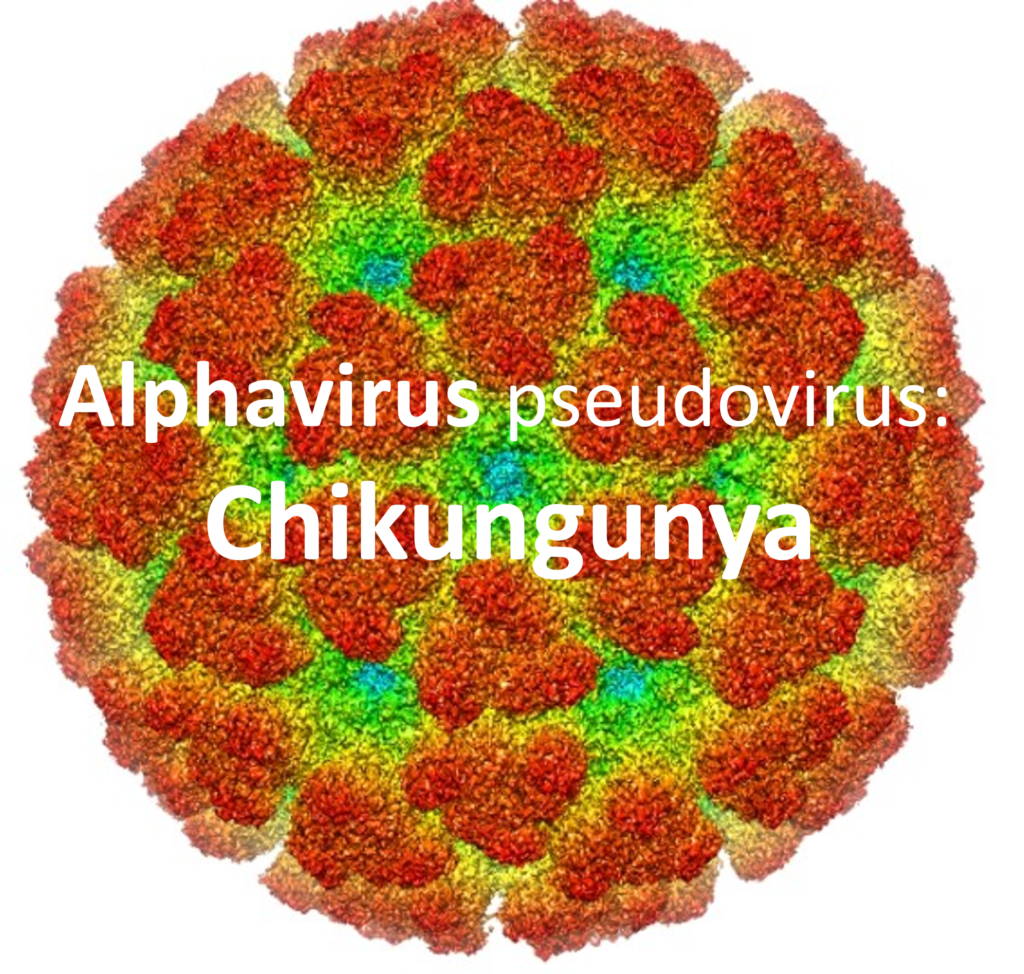 gallery picture for alphavirus