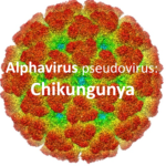 gallery picture for alphavirus
