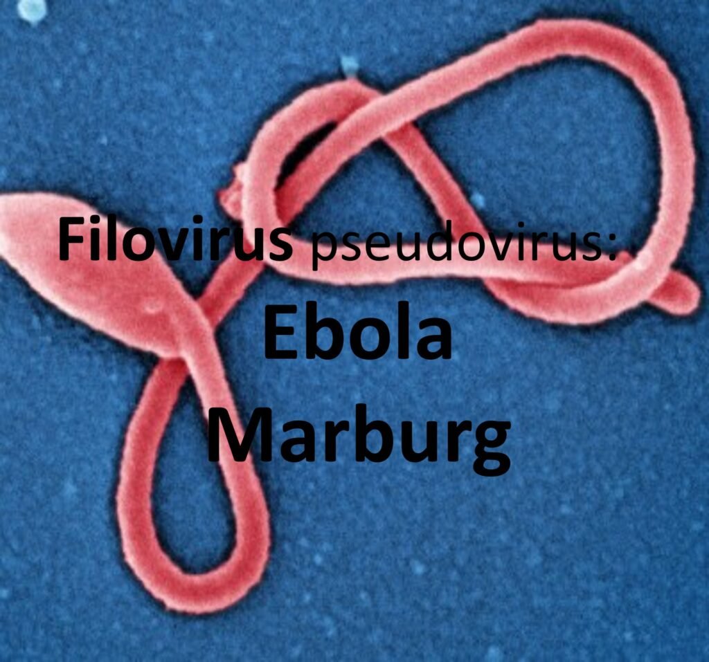 gallery picture for filovirus