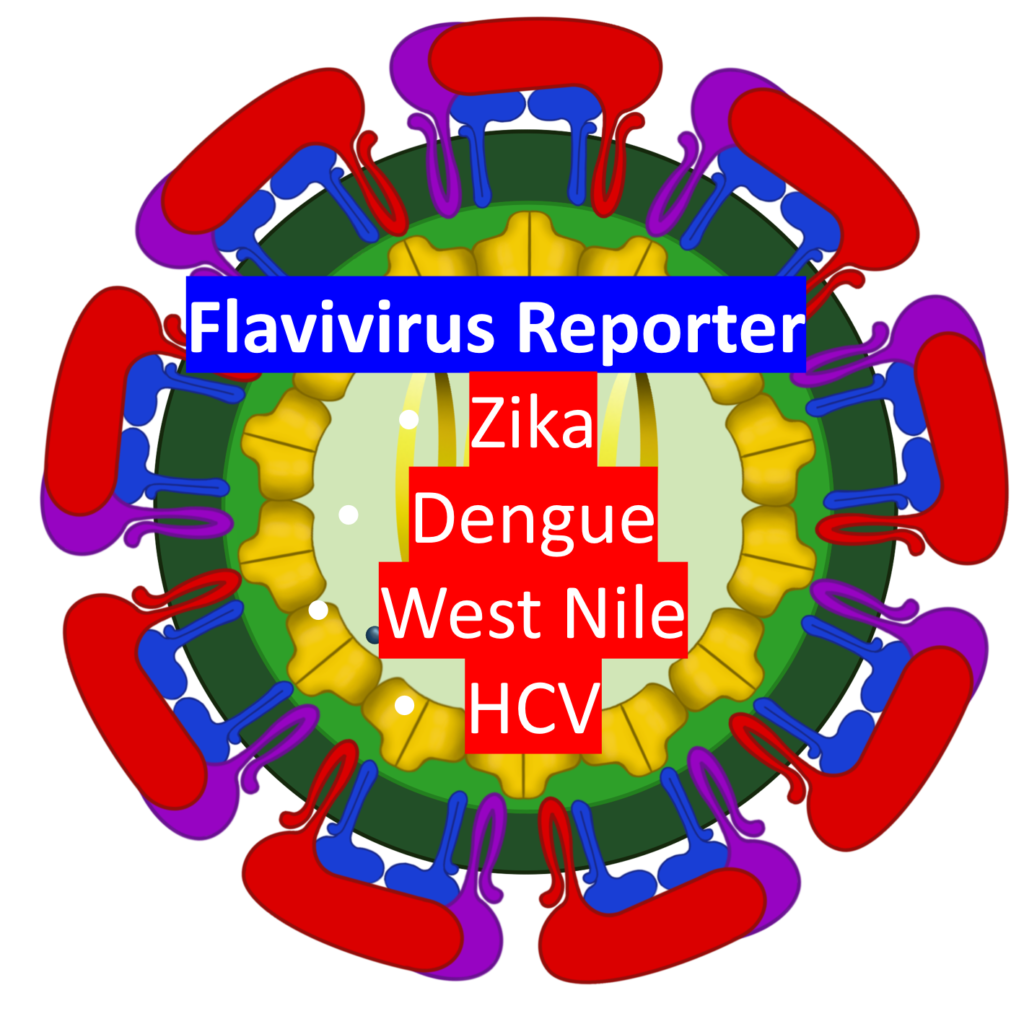 gallery picture for flavivirus