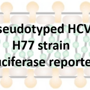 vsv pseudotyped hcv e1e2 with luciferase reporter (h77 strain)