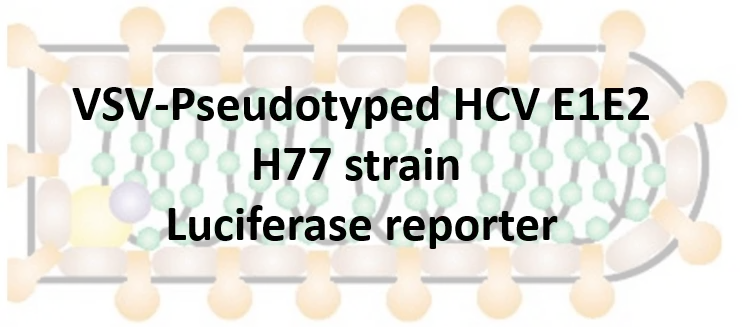 vsv pseudotyped hcv e1e2 with luciferase reporter (h77 strain) vsv pseudotyped hcv e1e2 with luciferase reporter (h77 strain)