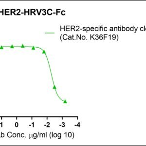 human erbb2 / her2 protein fc tag or tag free
