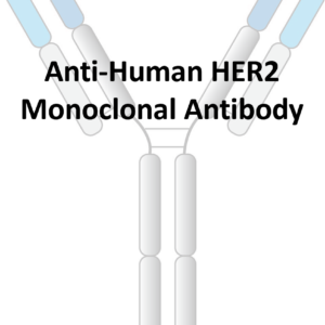 anti human her2 monoclonal antibody